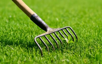 Transform your garden with thatching rake to remove weeds for a lush, weed-free bed.