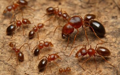 Discover are thatching ants polymorphic: diverse castes and roles explained