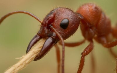 Protect yourself: thatching ants bite with quick safety tips and relief.