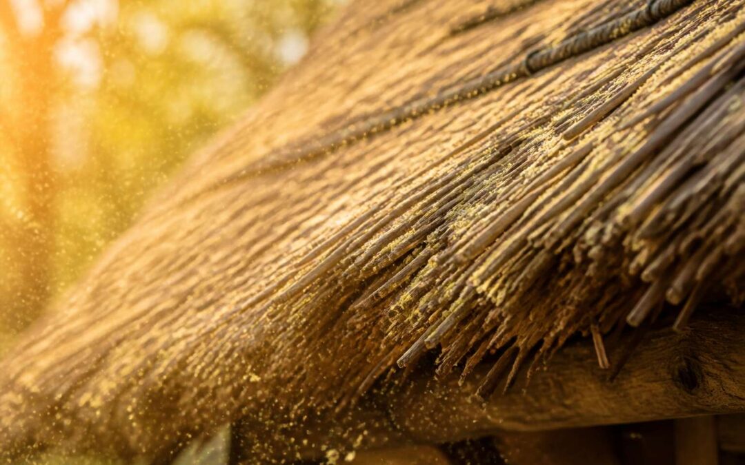 Thatch roof allergies: symptoms, causes, and solutions.