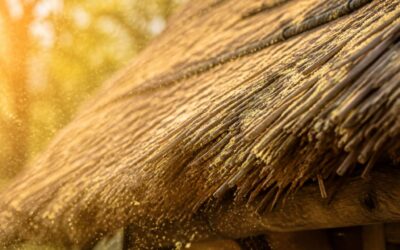 Thatch roof allergies: symptoms, causes, and solutions.